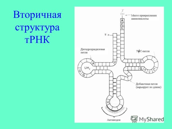 Структура ТРНК схема