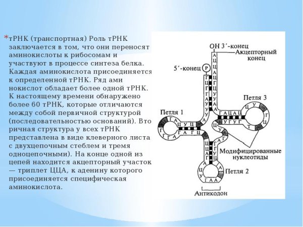Цепь ТРНК строение