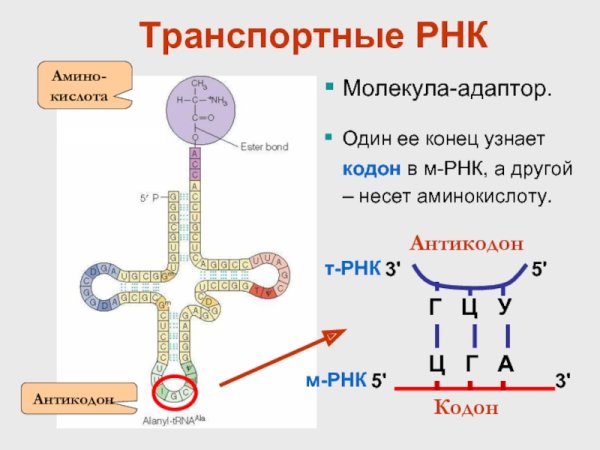 Структура аминоацил-ТРНК