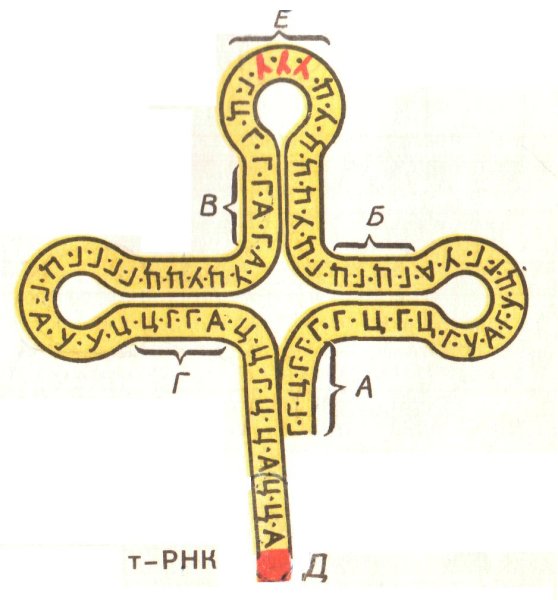 Структура ИРНК ТРНК РРНК