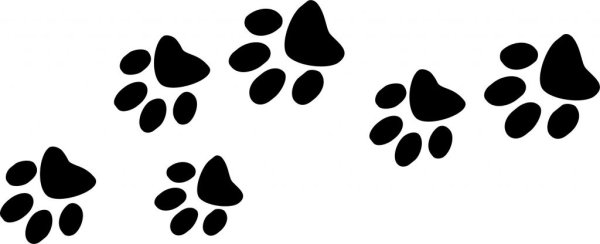 Кошачьи лапки следы