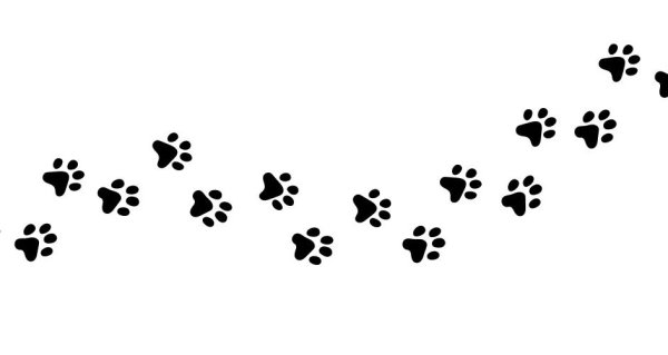 Кошачьи следы