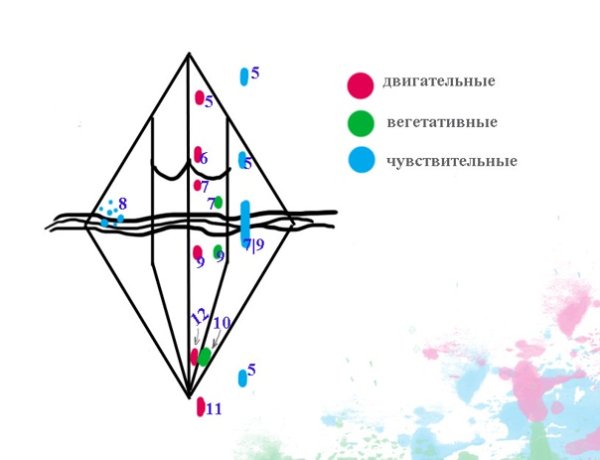 Ядра ромбовидной ямки схема