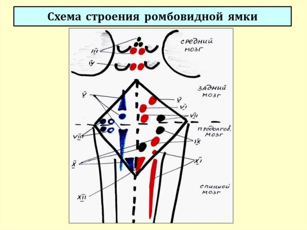 Ромбовидная ямка схема Изранов