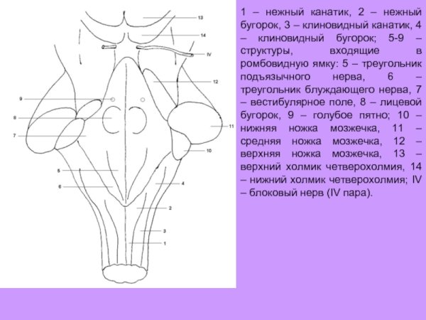 Рельеф ромбовидной ямки схема