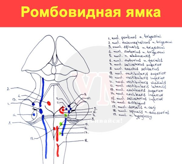 Ядра черепных нервов схема