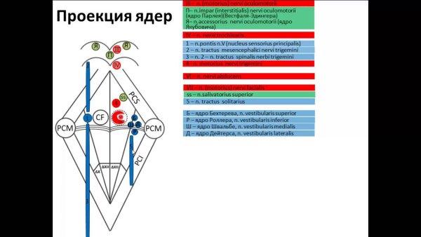 Ромбовидная ямка ядра черепных нервов схема