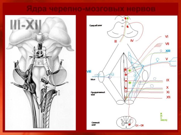 Схема 5 пары черепных нервов