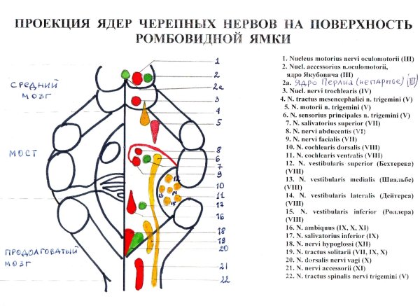 Проекция ядер черепных нервов на ромбовидную ямку схема
