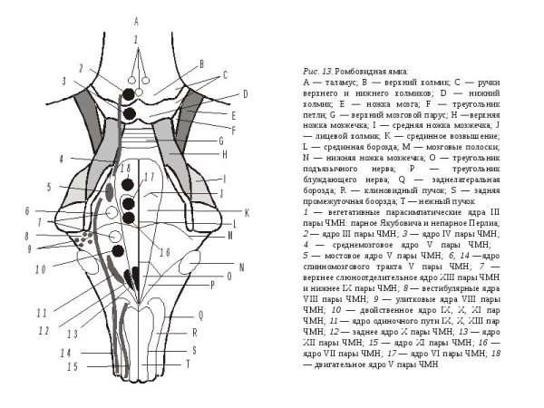 Топография ядер ромбовидной ямки схема