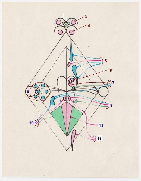 Проекция ядер на ромбовидную ямку анатомия
