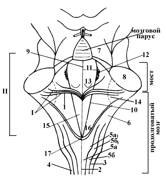 Проекция ядер черепных нервов