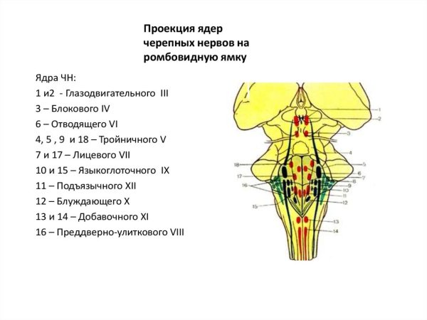 Ромбовидная ямка в полости рта