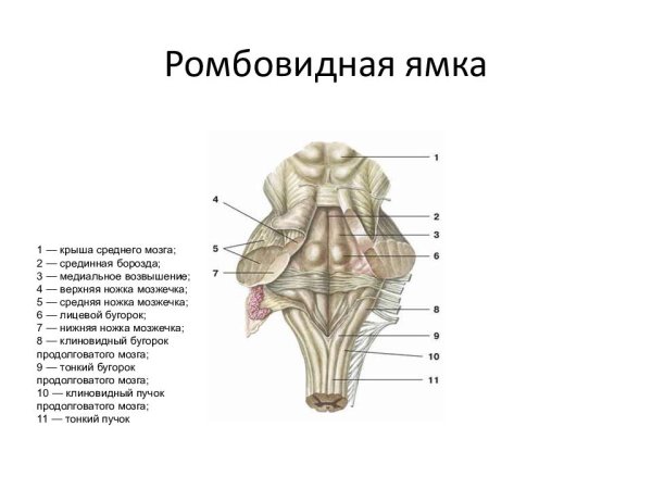 Продолговатый мозг задняя дорсальная поверхность