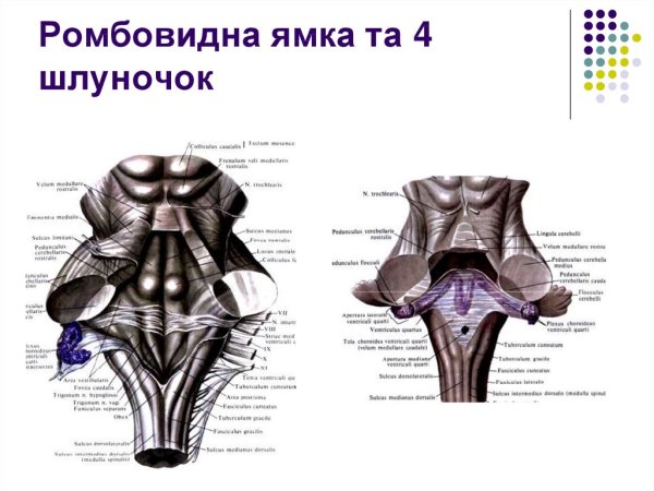 Ядра черепно мозговых нервов схема
