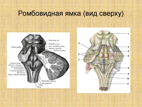 Схему расположения ядер v–XII пар черепных нервов в ромбовидной ямке