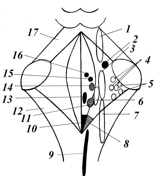 Продолговатый мозг вид сзади