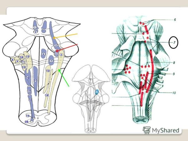 4 Желудочек головного мозга анатомия