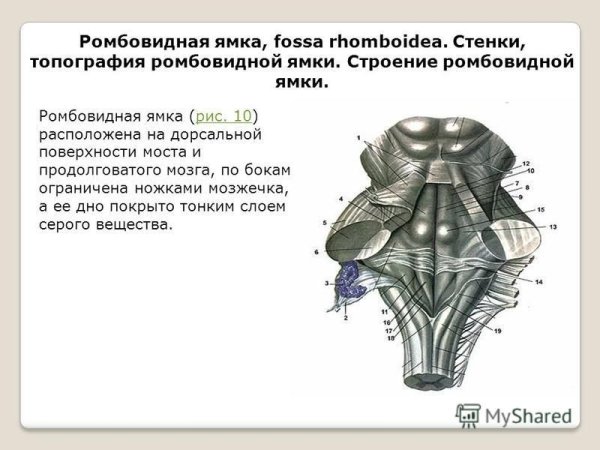 Ядра черепных нервов анатомия