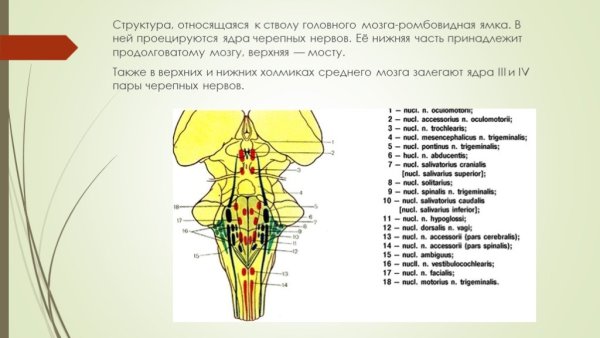 Ромбовидная ямка, Fossa rhomboidea