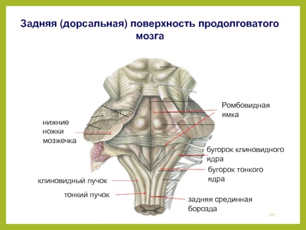 4 Желудочек продолговатого мозга анатомия