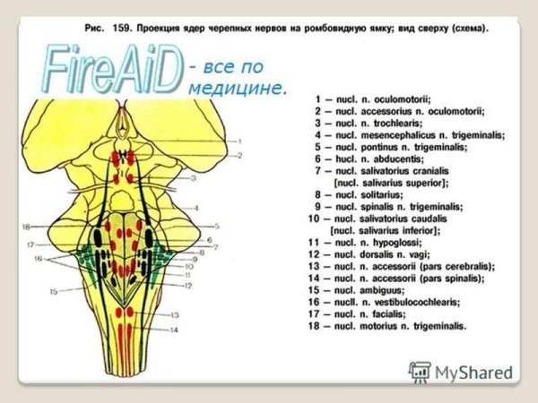 Перешеек ромбовидного мозга