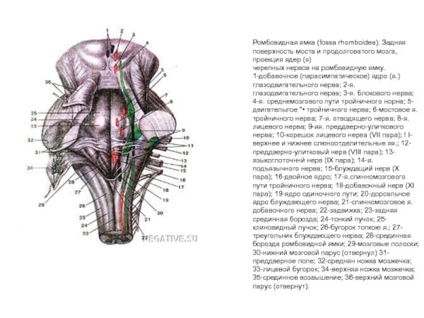 Ядра черепных нервов схема