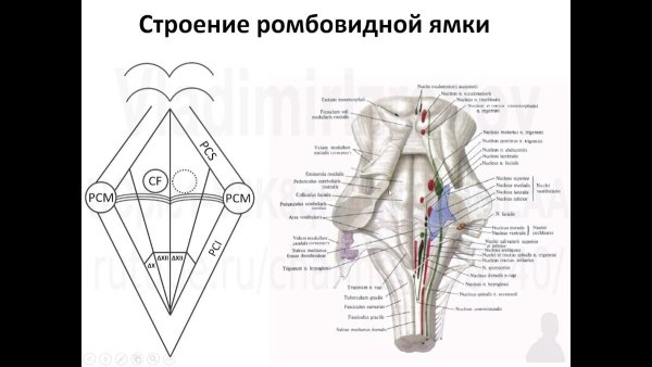 Анатомические структуры ствола мозга