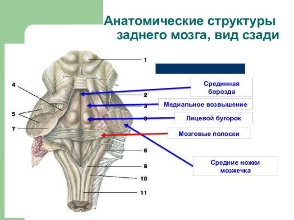 Продолговатый мозг вид спереди и сзади