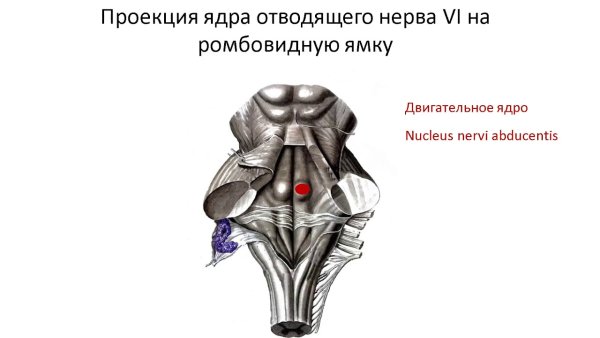Бугорки тонкого и клиновидного Пучков