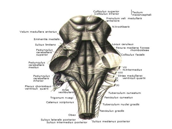 Ядра черепных нервов схема