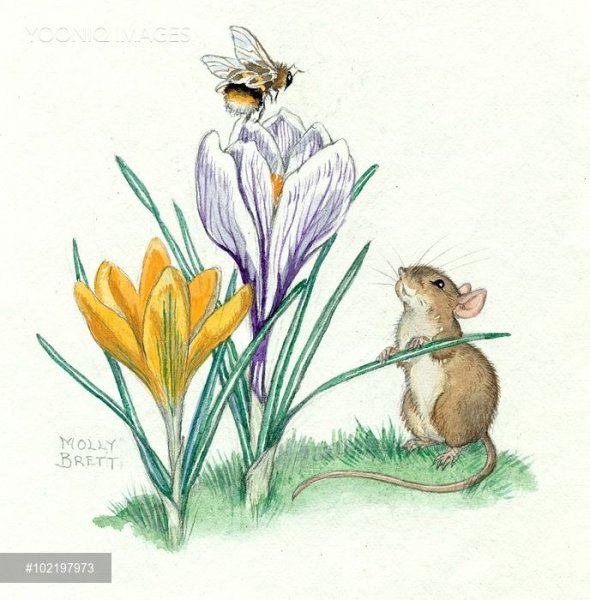 Beatrix Potter иллюстрации