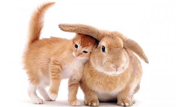 Крольчонок акварель