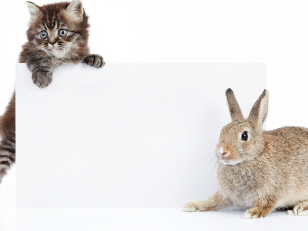 Картинки кролика для срисовки