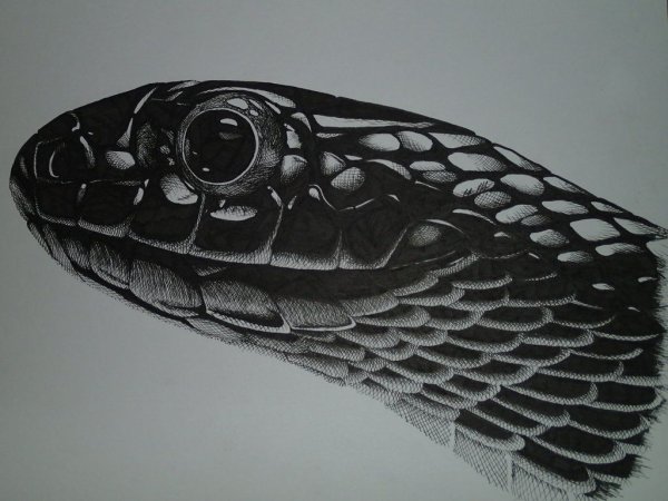 Змеиная чешуя