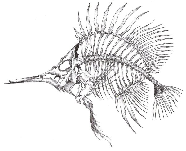 Скелет рыбы тату