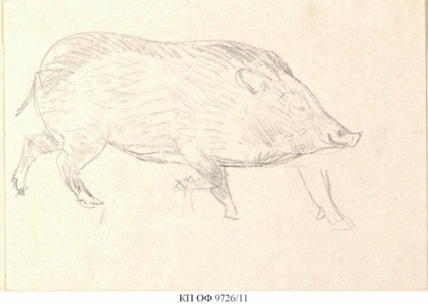 Легкий набросок кабана