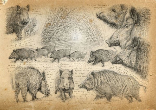 Дикий кабан