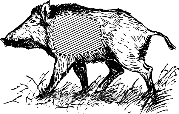 Зарисовать шерсть кабана