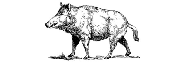 Шерсть кабана текстура