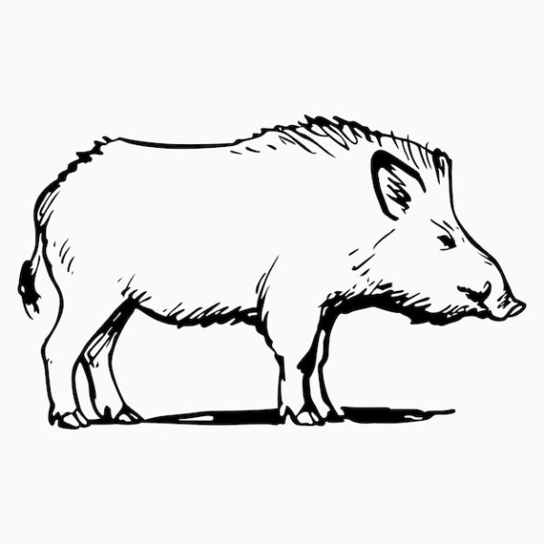 Кабан иллюстрация