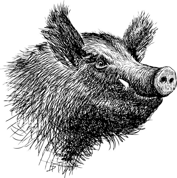 Кабан иллюстрация