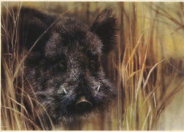 Животные леса скетч