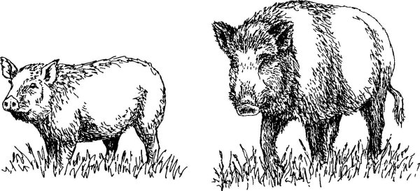 Шерсть животных окружающего мира 1 класс