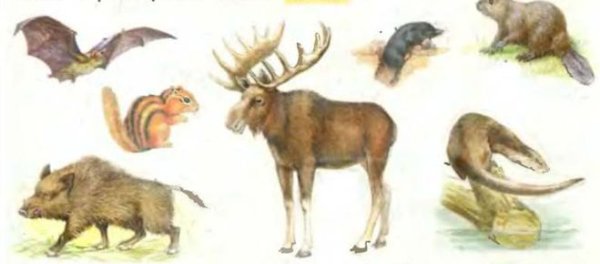 Животные по отдельности