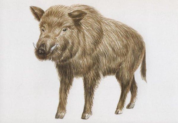 Кабан набросок