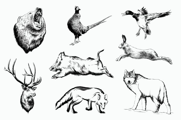 Кабан дикий с шерстью