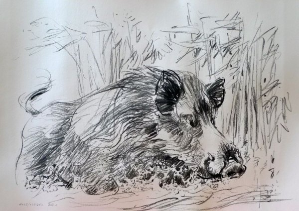 Карандашный набросок быка