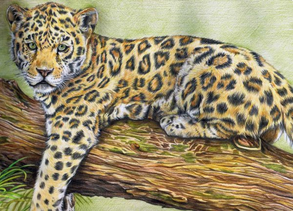 Ватагин леопард