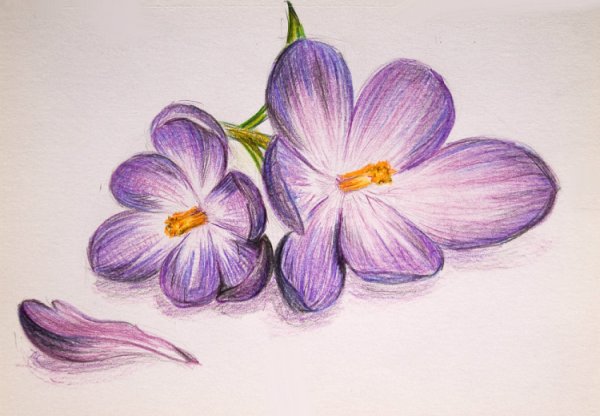 Нарисовать крокусы